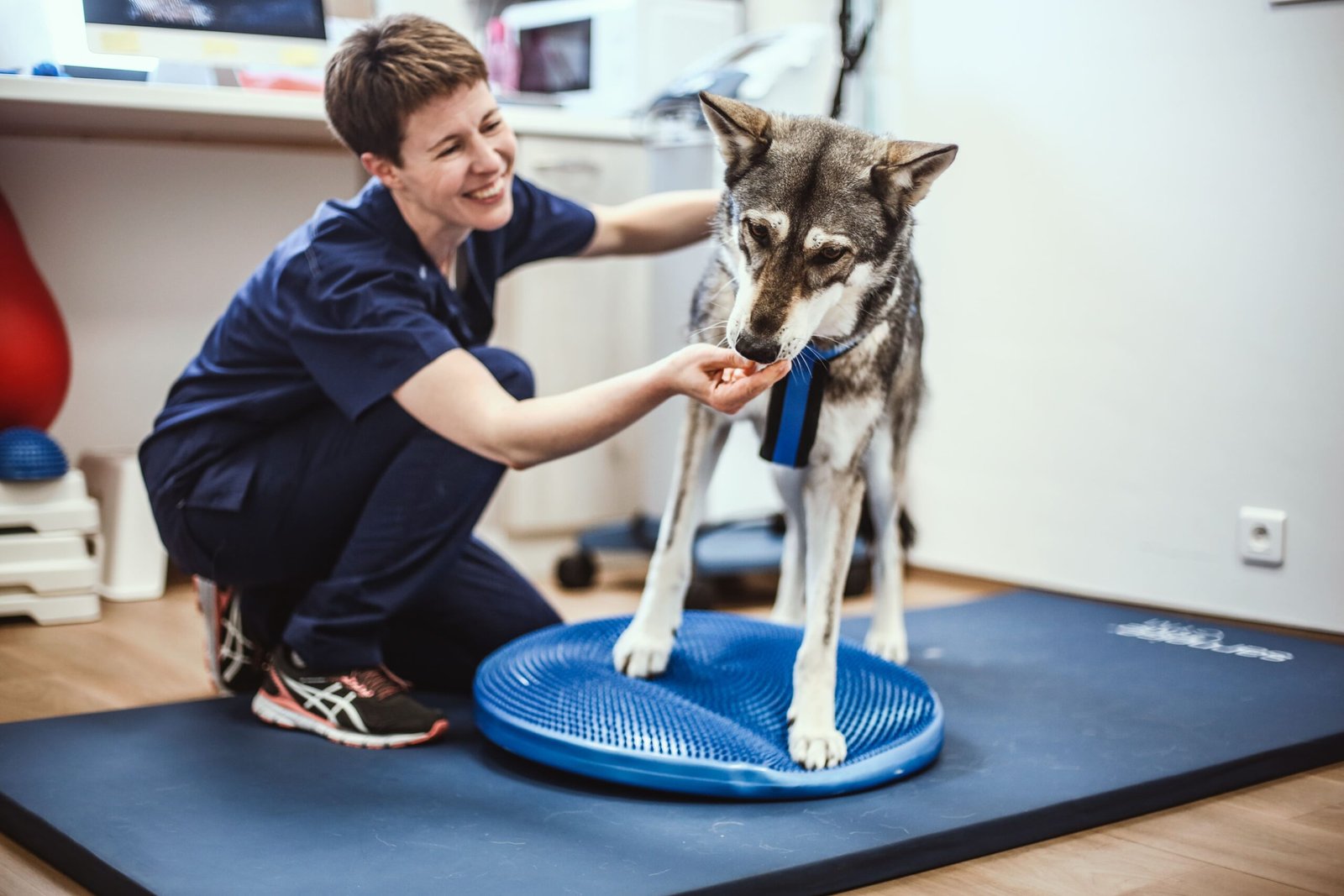 Vet4Wellness